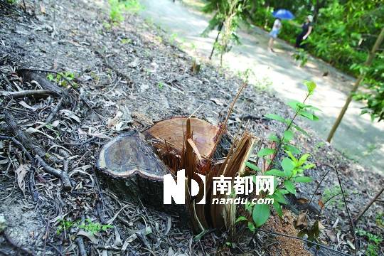 <p>    9月11日，蛇口龜山別墅區(qū)里幾棵老樹被砍得只剩樹樁。 南都記者 趙炎雄 攝</p>