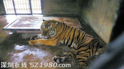 肇事華南虎瑩瑩。昨日，上海動物園繁殖場，一飼養(yǎng)員在打掃虎籠時不幸被瑩瑩咬死。圖/CFP