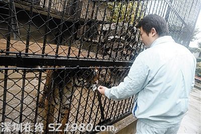 上海動物園繁殖場內(nèi)飼養(yǎng)的老虎。圖/東方IC