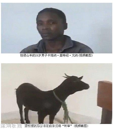 男子強奸黑山羊因獸奸罪被判刑