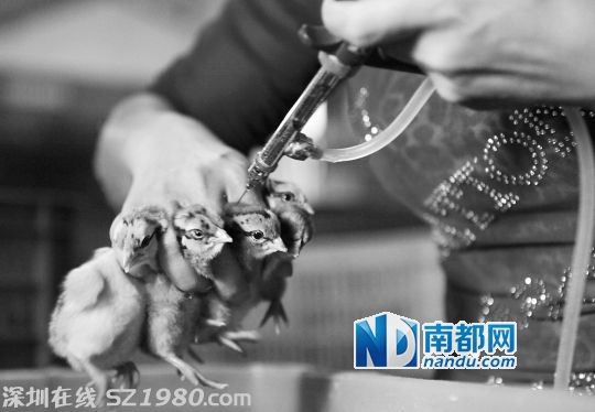 <p>    今年4月 禽流感風(fēng)波 時期，珠海一個雞苗基地工作人員在給小雞打疫苗。當(dāng)時該基地一日孵化的三萬多只小雞中，只有七千多能喂養(yǎng)長大，其余的都是用于喂魚喂蛇。資料圖片(南都記者 陳坤榮 攝)</p>