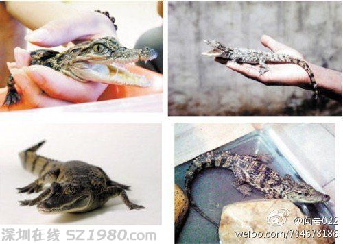 大學生在寢室養(yǎng)鱷魚 盤點大學奇葩事