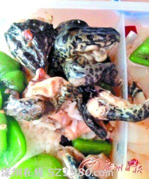 大學生在寢室養(yǎng)鱷魚 盤點大學奇葩事