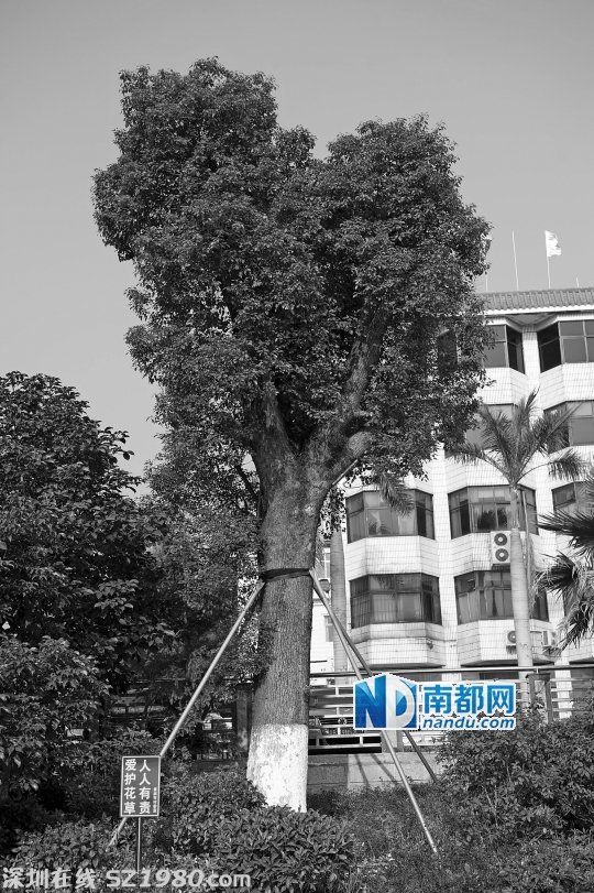 <a href=http://www.zshb029.com/shenzhen/ target=_blank class=infotextkey>深圳</a>一社區(qū)花31.5萬林業(yè)資金 只種三棵樹