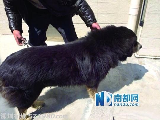 江門10余警力荷槍實彈圍捕流浪藏獒