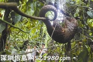 <a href=http://www.zshb029.com/shenzhen/ target=_blank class=infotextkey>深圳</a>男子收購17只穿山甲 或臨10年牢獄之災