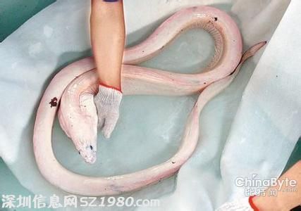 活體白龍王驚現(xiàn)墨西哥淺灘 體長達4.5米背鰭幾乎與身體同樣長