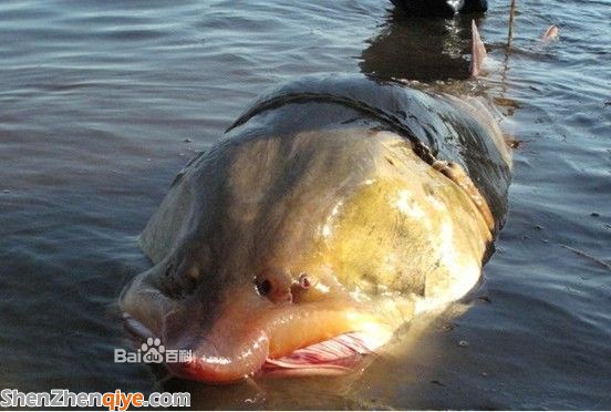 鱘鰉魚(yú)是什么魚(yú) 鱘鰉魚(yú)好吃嗎 鱘鰉魚(yú)的價(jià)格多少錢(qián) 鱘鰉魚(yú)是什么魚(yú) 鱘鰉魚(yú)好吃嗎 鱘鰉魚(yú)的價(jià)格多少錢(qián)