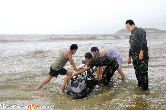 4噸虎頭鯨被吹上陽(yáng)江沙灘