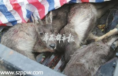 成都獵手夜赴蘆山槍殺5只斑羚 進山靠熟人介紹