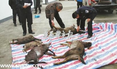 成都獵手夜赴蘆山槍殺5只斑羚 進山靠熟人介紹