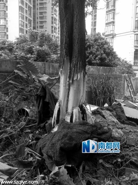 <a href=http://www.sz1980.com/shenzhen/ target=_blank class=infotextkey><a href=http://www.zshb029.com/shenzhen/ target=_blank class=infotextkey>深圳</a></a>大批樹木遭人私砍 砍樹女子先剝樹皮