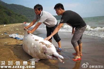 一只中華白海豚在深圳(www.zshb029.com)海灘擱淺死亡 被稱為