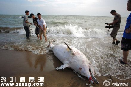 一只中華白海豚在深圳(www.zshb029.com)海灘擱淺死亡 被稱為