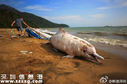 一只中華白海豚在<a href=http://www.zshb029.com/shenzhen/ target=_blank class=infotextkey>深圳</a>(www.zshb029.com)海灘擱淺死亡 被稱為