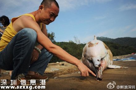 一只中華白海豚在深圳(www.zshb029.com)海灘擱淺死亡 被稱為