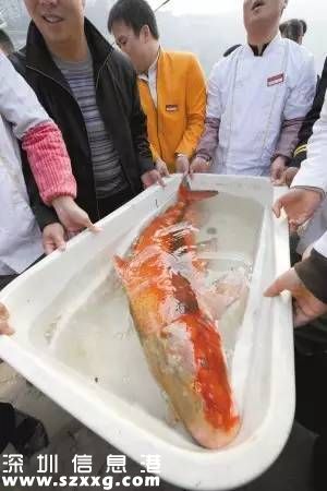 漁民捕獲胭脂魚王 魚體巨大放歸長(zhǎng)江