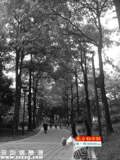 盆架子樹雖可制口香糖，但確實有毒，其開花時的異味感受因人而異。圖為珠江公園內(nèi)的盆架子樹。