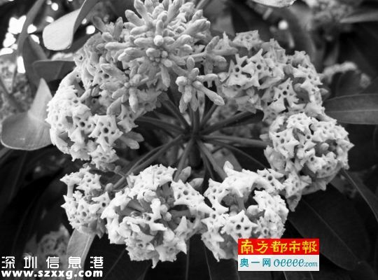 盆架子樹開花一簇一簇像繡球，發(fā)出刺鼻味道。