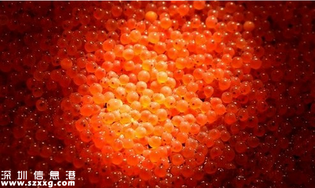 <a href=http://www.zshb029.com/shenzhen/ target=_blank class=infotextkey>深圳</a>(www.zshb029.com)灣檢驗檢疫局截獲大批量進(jìn)口生魚籽