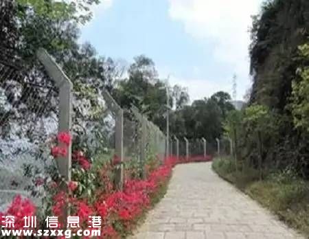 深圳(www.zshb029.com)已經(jīng)建成2400公里綠道 最美10條綠道推薦
