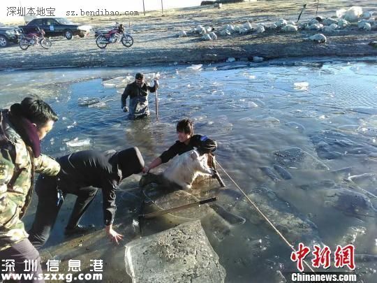羊過河遇冰面坍塌260只羊被淹死 典型的領(lǐng)頭羊效應