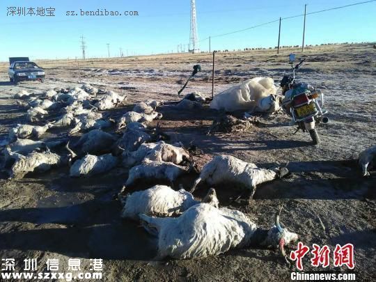 羊過河遇冰面坍塌260只羊被淹死 典型的領(lǐng)頭羊效應