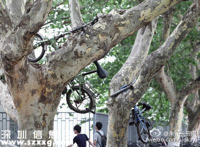 保安將車掛樹(shù)上 盤點(diǎn)這些上樹(shù)的自行車