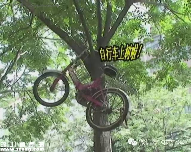 保安將車掛樹(shù)上 盤點(diǎn)這些上樹(shù)的自行車