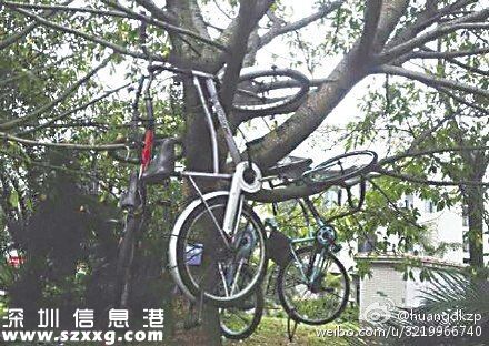 保安將車掛樹(shù)上 盤點(diǎn)這些上樹(shù)的自行車