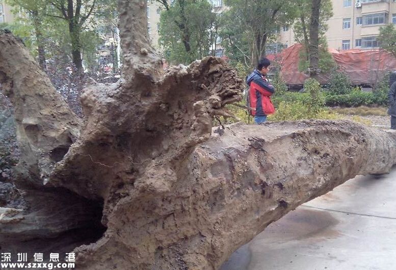 鄱陽湖古河道挖出烏木 長7.2米重6噸