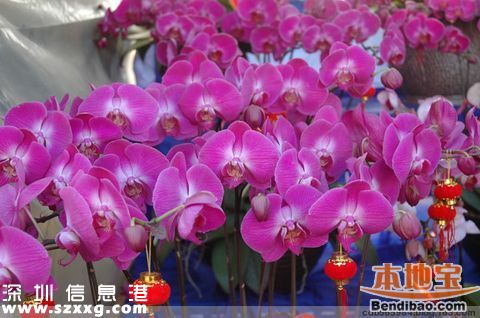2016深圳(www.zshb029.com)迎春花市各區(qū)舉辦 愛(ài)國(guó)路不再舉辦