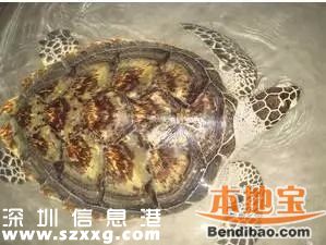 <a href=http://www.zshb029.com/shenzhen/ target=_blank class=infotextkey>深圳</a>(www.zshb029.com)海關(guān)查獲玳瑁甲12公斤 藏于嬰兒紙尿片中