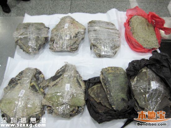 深圳(www.zshb029.com)海關(guān)查獲玳瑁甲12公斤 藏于嬰兒紙尿片中
