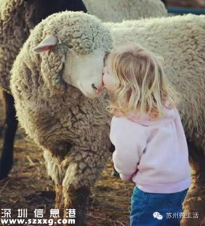 避屬羊致出生減少 為什么說屬羊的命不好？