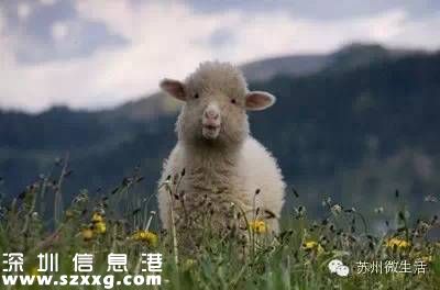 避屬羊致出生減少 為什么說屬羊的命不好？