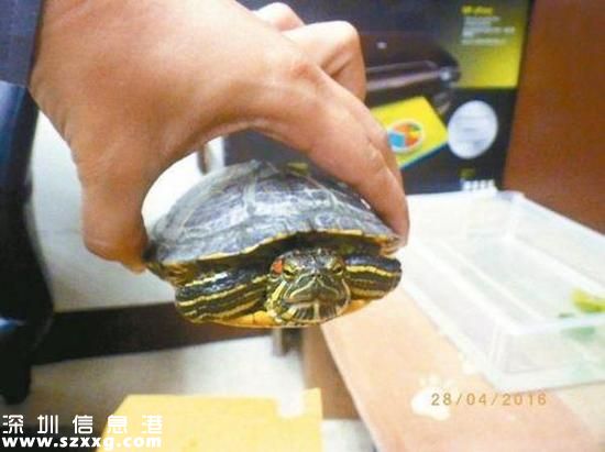 烏龜致車禍被逮捕。