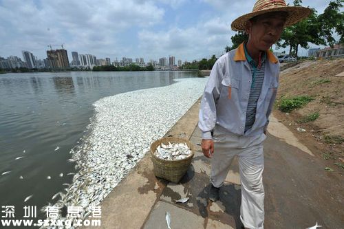 紅城湖現(xiàn)大量死魚