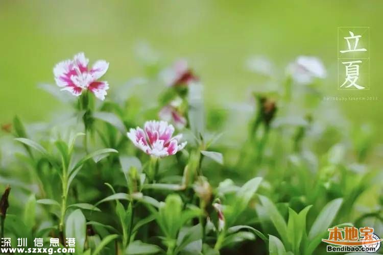 立夏如何養(yǎng)生 立夏養(yǎng)生從哪些方面？