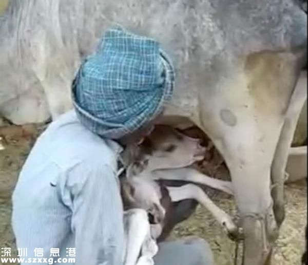 稀奇！印度母牛產(chǎn)下雙頭“神牛”