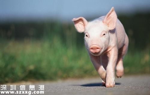 豬肉價(jià)格驚動(dòng)世界 豬肉概念股再度崛起