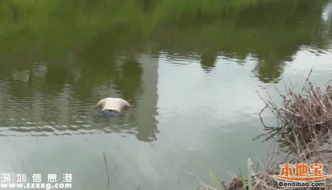 石巖釣魚場旁池塘驚現浮尸 上身半裸胳膊有淤青