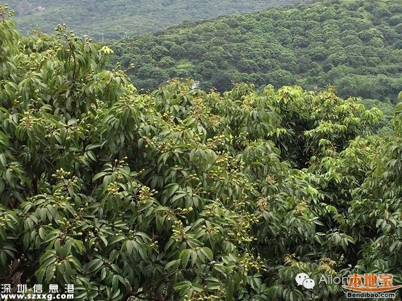 今年南山荔枝大量減產 或為正常年份的三成