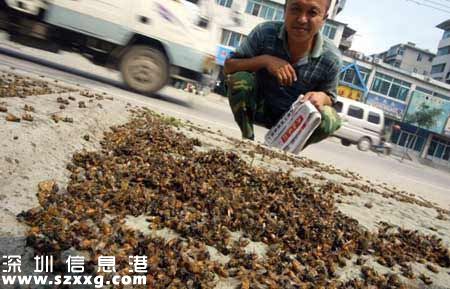 10萬蜜蜂一夜暴斃 為給姐姐治病男子痛下毒手？（組圖）
