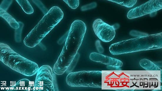 美國發(fā)現(xiàn)無敵細菌無藥可治 若擴散人類或?qū)⒃馐軠珥斨疄? width=