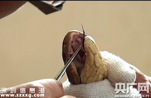 眼鏡王蛇。
