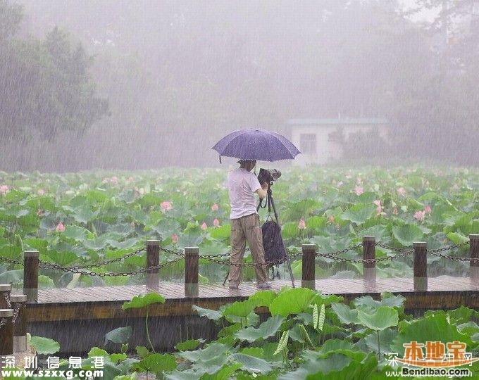 今年深圳建12個花卉主題公園 附各公園賞花時(shí)間表