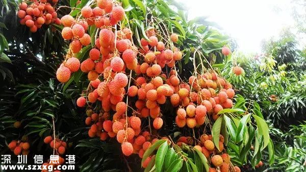 今年深圳荔枝貴嗎？何時(shí)上市？摘荔枝去哪？