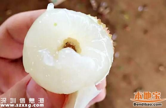 今年<a href=http://www.zshb029.com/shenzhen/ target=_blank class=infotextkey>深圳</a>荔枝貴嗎？何時上市？摘荔枝去哪？