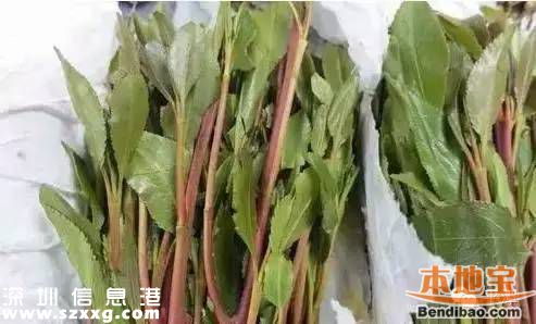新型毒品有哪幾種？這些糖衣炮彈需注意